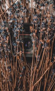 Preview wallpaper camera, lavender, flowers, dry