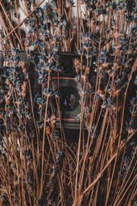 Preview wallpaper camera, lavender, flowers, dry