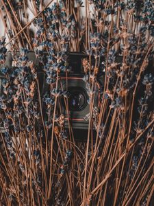 Preview wallpaper camera, lavender, flowers, dry