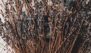 Preview wallpaper camera, lavender, flowers, dry