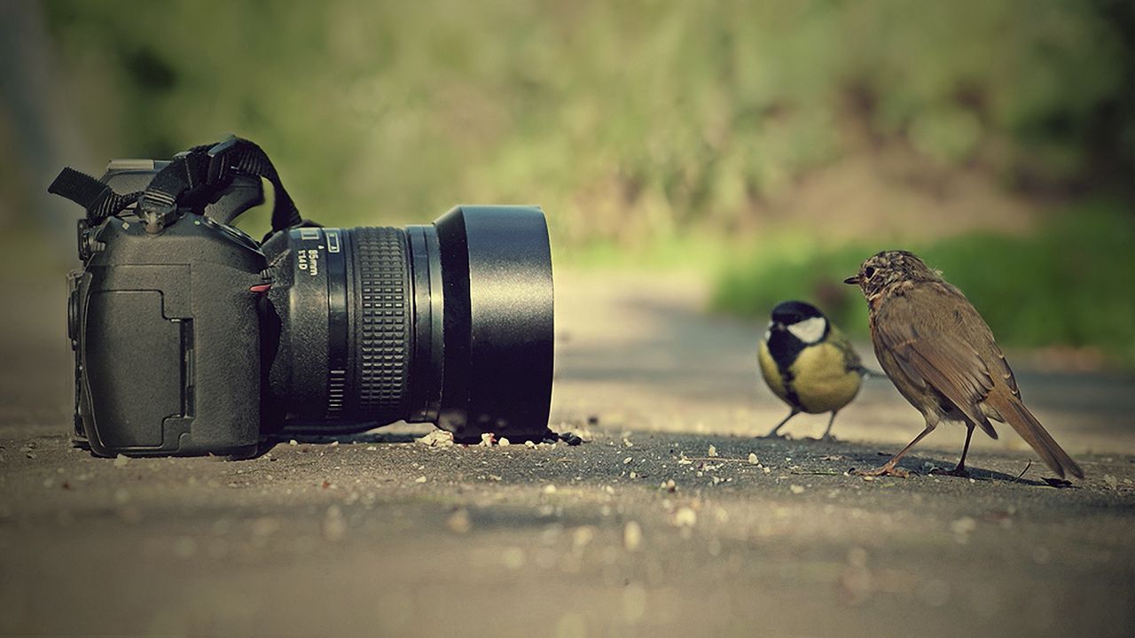 Wallpaper camera, sparrow, bird, birds, pose