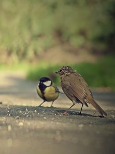 Preview wallpaper camera, sparrow, bird, birds, pose