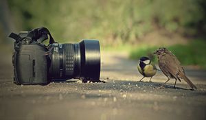 Preview wallpaper camera, sparrow, bird, birds, pose