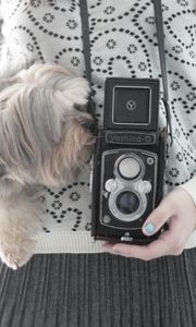 Preview wallpaper camera, yorkshire terrier, mood, sweater