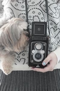 Preview wallpaper camera, yorkshire terrier, mood, sweater