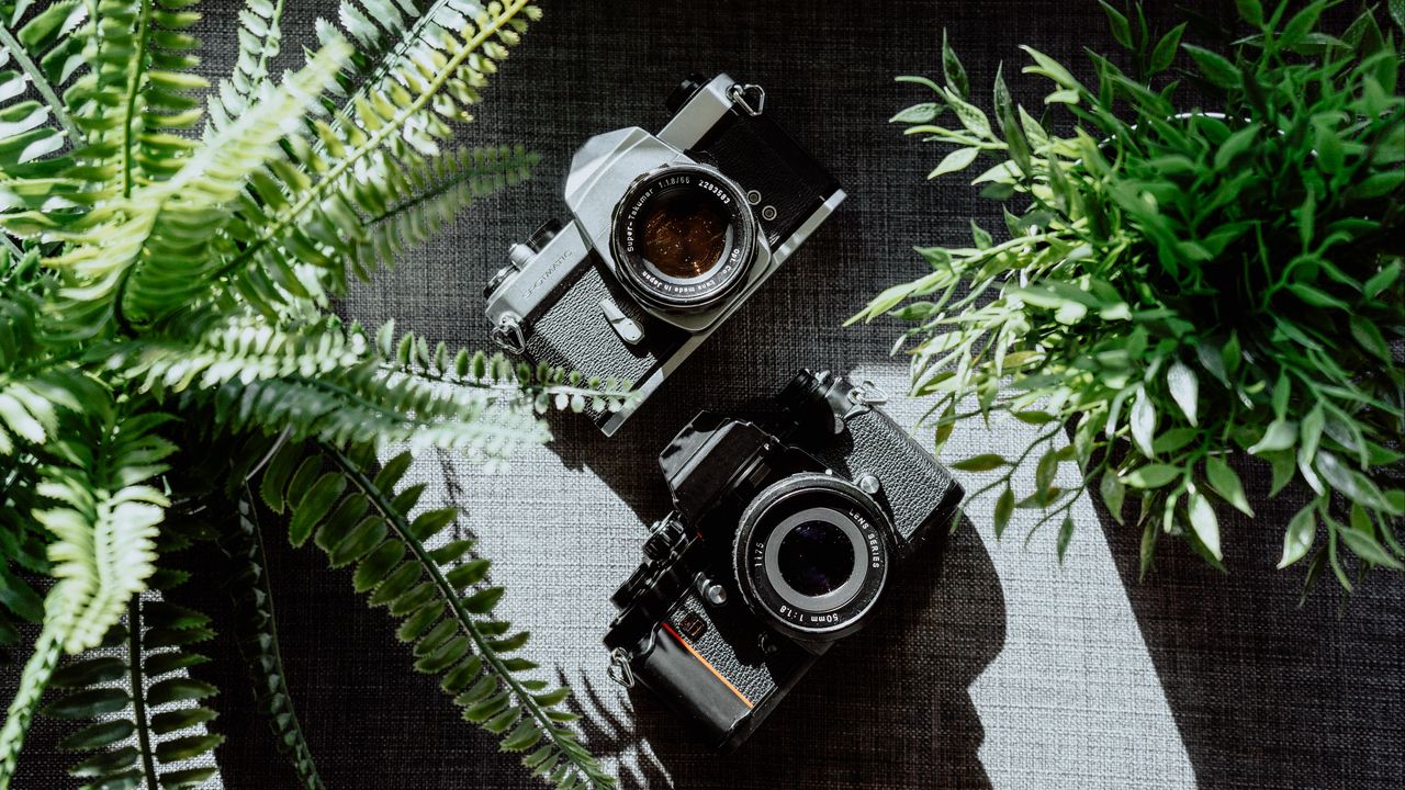 Wallpaper cameras, black, lenses, plants