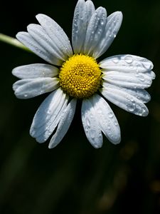 Preview wallpaper camomile, flower, dew, drops, macro