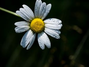 Preview wallpaper camomile, flower, dew, drops, macro