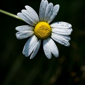 Preview wallpaper camomile, flower, dew, drops, macro