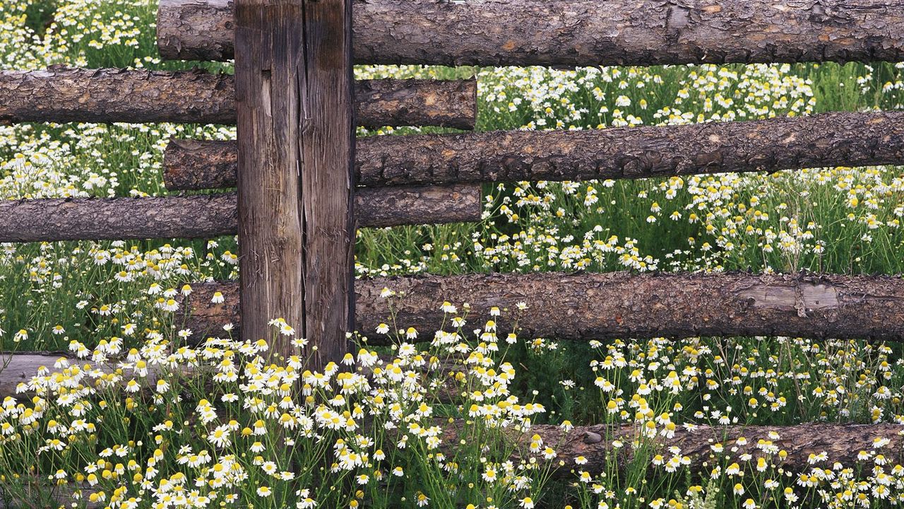 Wallpaper camomiles, field, logs, fence