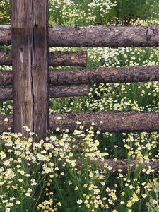 Preview wallpaper camomiles, field, logs, fence