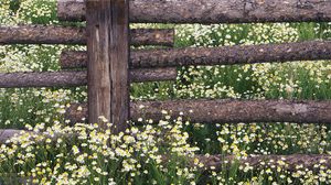 Preview wallpaper camomiles, field, logs, fence