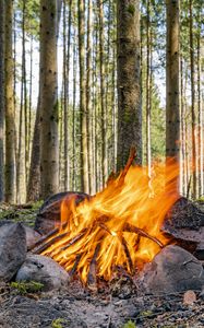 Preview wallpaper camping, bonfire, firewood, flame, forest, trees