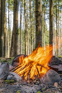 Preview wallpaper camping, bonfire, firewood, flame, forest, trees