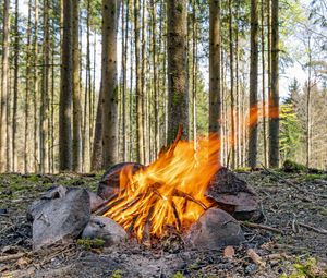 Preview wallpaper camping, bonfire, firewood, flame, forest, trees