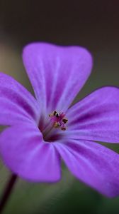 Preview wallpaper campion, flower, petals, purple, macro