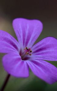Preview wallpaper campion, flower, petals, purple, macro