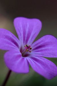 Preview wallpaper campion, flower, petals, purple, macro