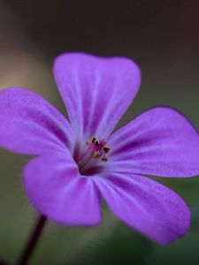 Preview wallpaper campion, flower, petals, purple, macro