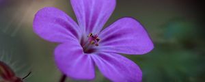 Preview wallpaper campion, flower, petals, purple, macro