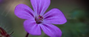 Preview wallpaper campion, flower, petals, purple, macro