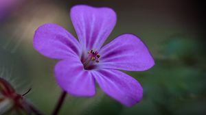 Preview wallpaper campion, flower, petals, purple, macro