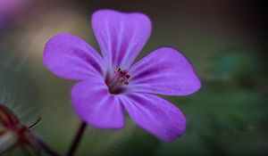 Preview wallpaper campion, flower, petals, purple, macro