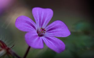 Preview wallpaper campion, flower, petals, purple, macro