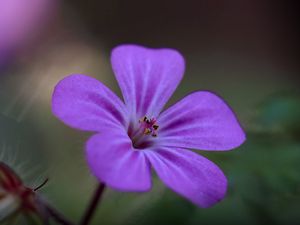 Preview wallpaper campion, flower, petals, purple, macro