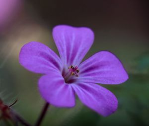 Preview wallpaper campion, flower, petals, purple, macro