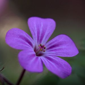 Preview wallpaper campion, flower, petals, purple, macro