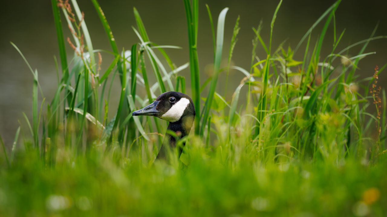 Wallpaper canadian goose, bird, wildlife, grass