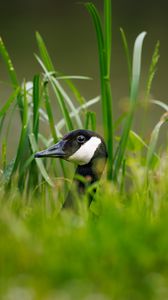 Preview wallpaper canadian goose, bird, wildlife, grass