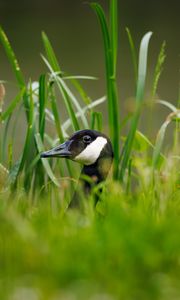 Preview wallpaper canadian goose, bird, wildlife, grass