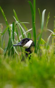 Preview wallpaper canadian goose, bird, wildlife, grass