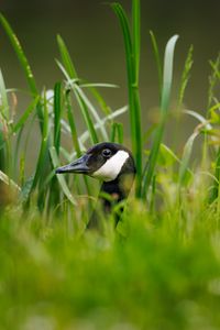 Preview wallpaper canadian goose, bird, wildlife, grass