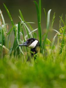 Preview wallpaper canadian goose, bird, wildlife, grass