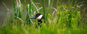 Preview wallpaper canadian goose, bird, wildlife, grass