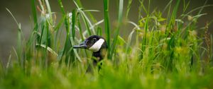 Preview wallpaper canadian goose, bird, wildlife, grass