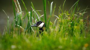 Preview wallpaper canadian goose, bird, wildlife, grass