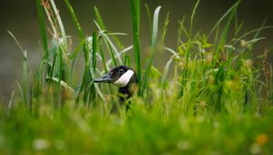 Preview wallpaper canadian goose, bird, wildlife, grass