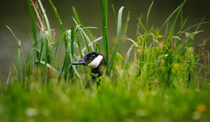 Preview wallpaper canadian goose, bird, wildlife, grass