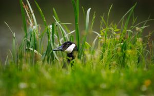 Preview wallpaper canadian goose, bird, wildlife, grass