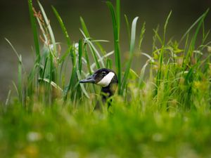 Preview wallpaper canadian goose, bird, wildlife, grass