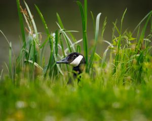 Preview wallpaper canadian goose, bird, wildlife, grass