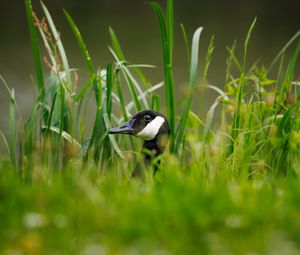 Preview wallpaper canadian goose, bird, wildlife, grass