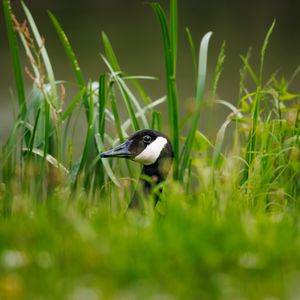 Preview wallpaper canadian goose, bird, wildlife, grass