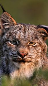 Preview wallpaper canadian lynx, face, family, cat