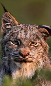 Preview wallpaper canadian lynx, face, family, cat