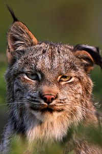 Preview wallpaper canadian lynx, face, family, cat